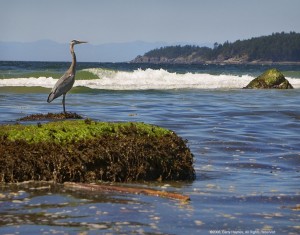 Davis Bay's resident Great Blue Heron keeps watch.